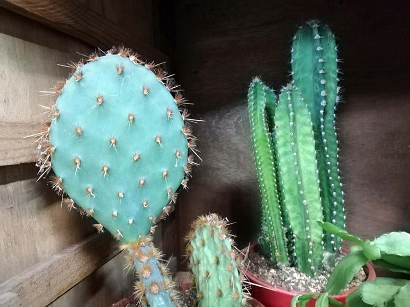 diferentes-cactus-colores